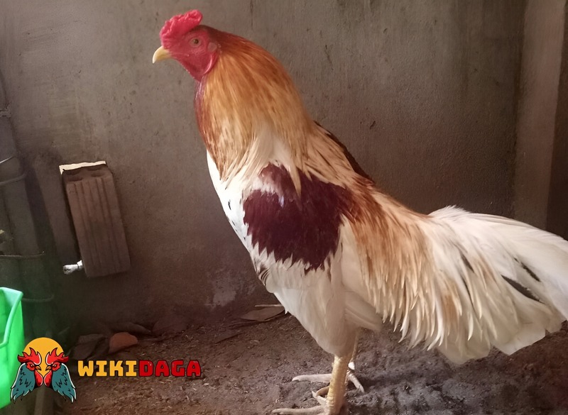 Biết cách xem màu mạng gà đá giúp bạn tự tin hơn