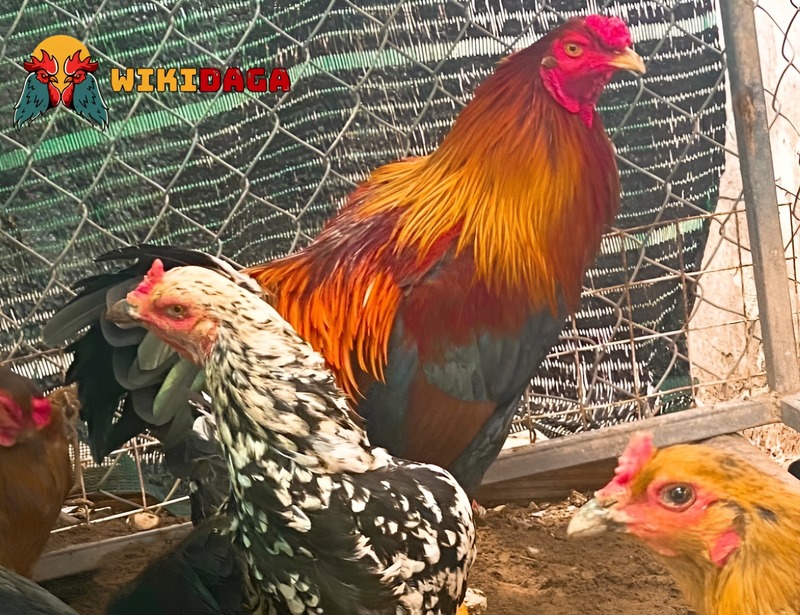 Một số lưu ý khi xem 80 màu mạng gà đá