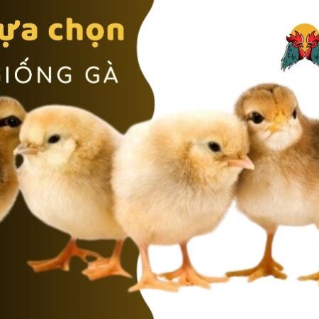 Cách chăm sóc gà chọi khỏe mạnh, sung sức chấp mọi đối thủ