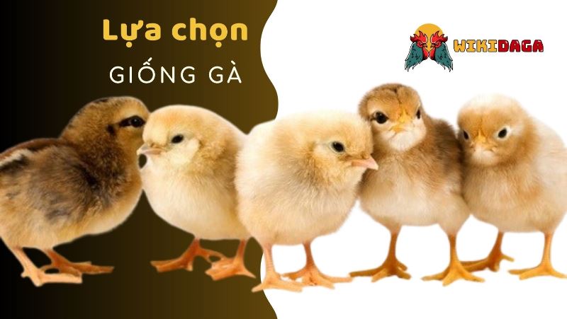 Lựa chọn giống gà để có phương pháp nuôi thích hợp
