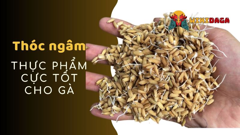 Thóc ngâm rất tốt cho gà