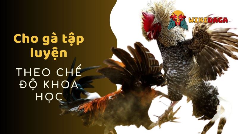Cho gà tập luyện theo chế độ chuẩn khoa học