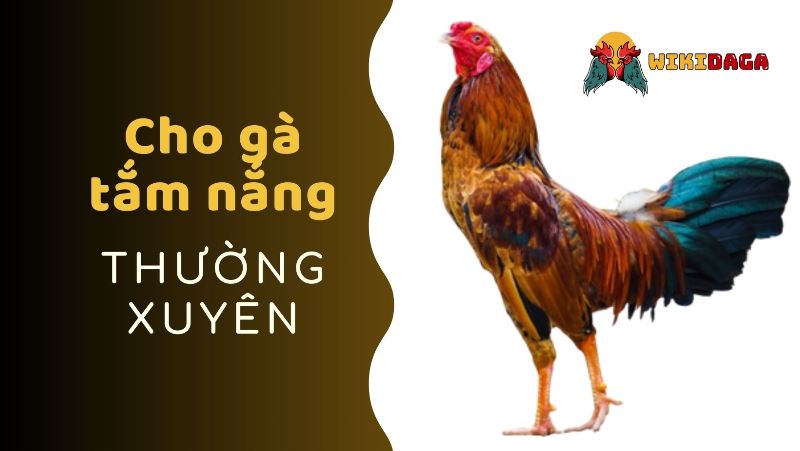 Tắm nắng - Cách chăm sóc gà chọi sung sức