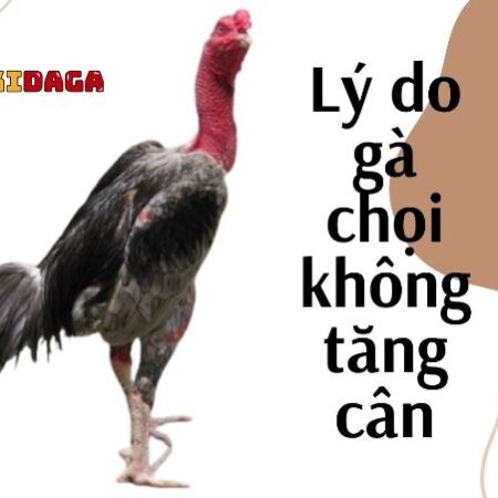 Cách cho gà chọi nhanh tăng cân – Vỗ béo gà chọi đúng cách