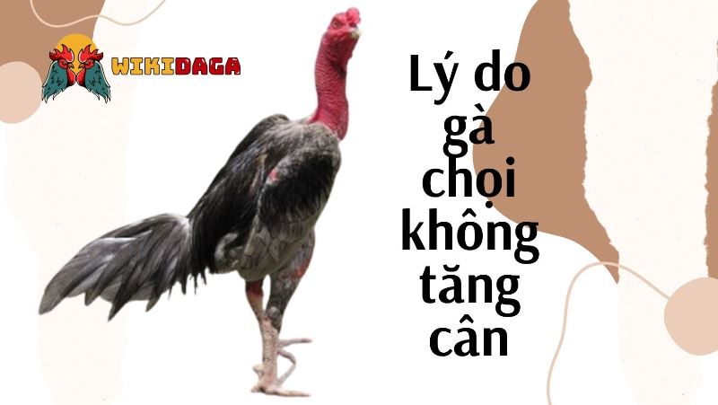 Gà chọi không tăng cân, chững cân là vì đâu?