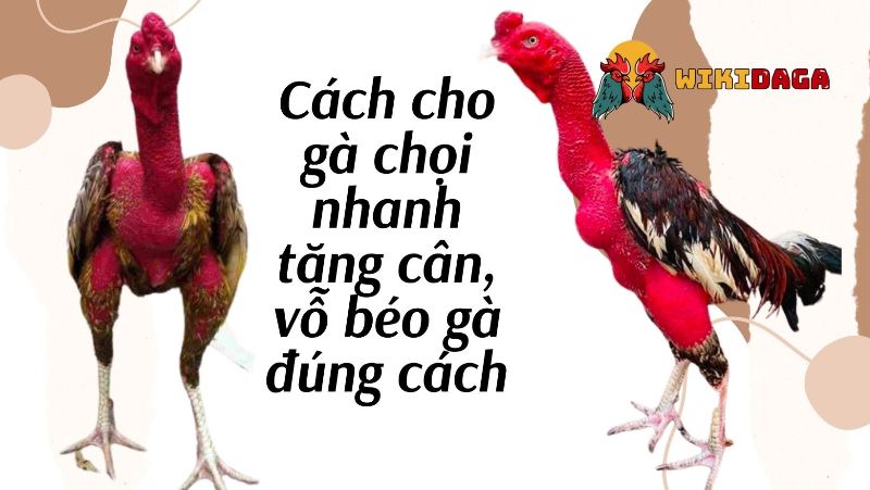 Cách cho gà chọi nhanh tăng cân chi tiết