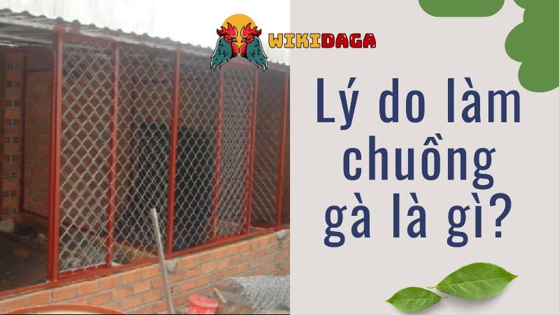 Lý do cần làm chuồng gà