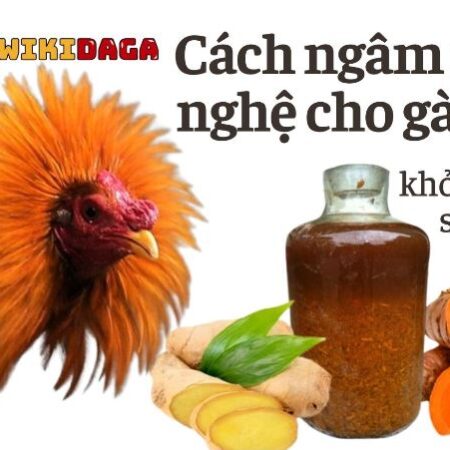 Cách ngâm rượu nghệ cho gà chọi sung sức, khỏe mạnh