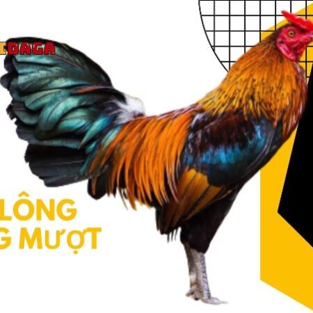 Cách nuôi gà cho lông bóng mượt, đuôi dài, đẹp mã