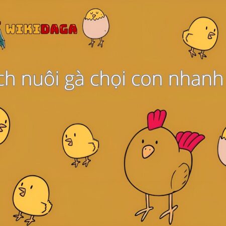Cách nuôi gà chọi con nhanh lớn, khỏe mạnh, ít bệnh tật