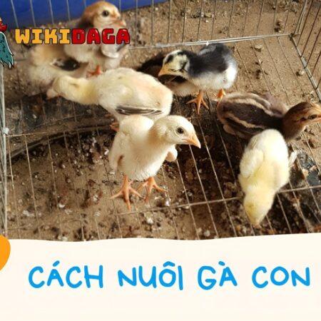 Hướng Dẫn Cách Tỉa Lông Gà Chọi Đẹp, Đơn Giản Và Độc Lạ