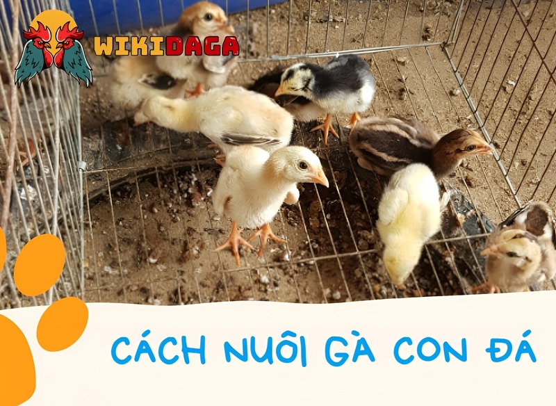 Cách tỉa lông gà chọi