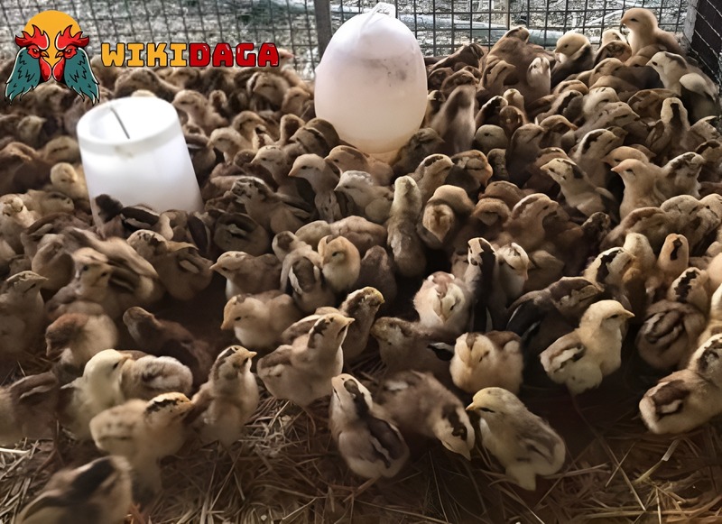 Cách tỉa lông gà chọi phần lườn