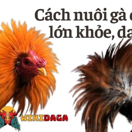 Cách nuôi gà đá bo lớn nhanh tới pin sư kê dễ dàng áp dụng