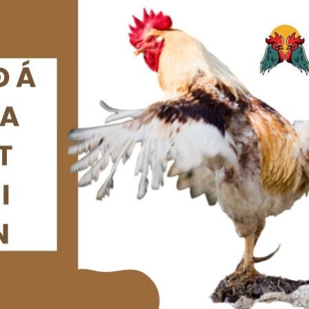 Cách nuôi gà đá cựa sắt tới pin nhanh có lực nhất