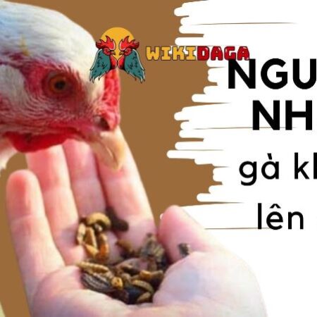 Cách nuôi gà đá mau lên ký đúng kỹ thuật chỉ sau 1 tháng
