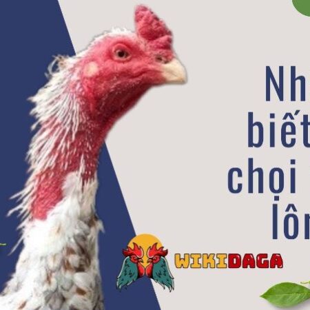 Cách nuôi gà thay lông nhanh giúp lông gà mọc đẹp mỹ miều