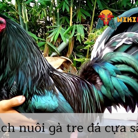 Cách Nuôi Gà Tre Đá Cựa Sắt Có Lực Chuẩn Thần Kê