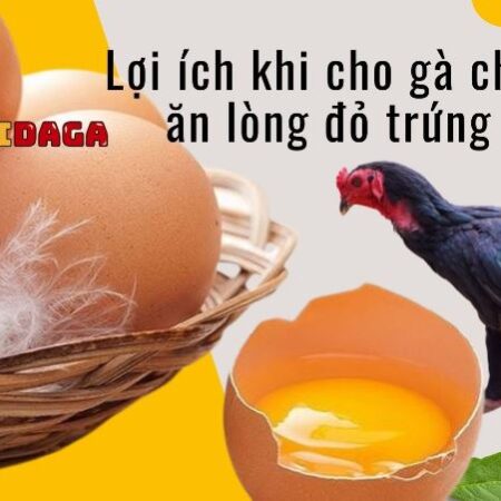 Cho gà chọi ăn lòng đỏ trứng – Sai lầm nhiều người hay mắc