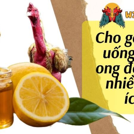 Cho gà chọi uống mật ong tăng cường sức khỏe chiến kê