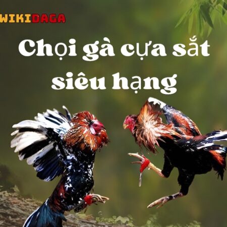 Chọi Gà Cựa Sắt Siêu Hạng – Cách Nuôi Chiến Kê Bạc Tỷ