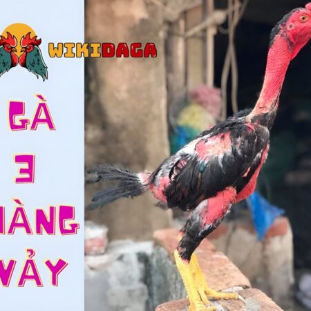 Dấu Hiệu Gà 3 Hàng Vảy Và Cách Nuôi Chuẩn Xác Nhất