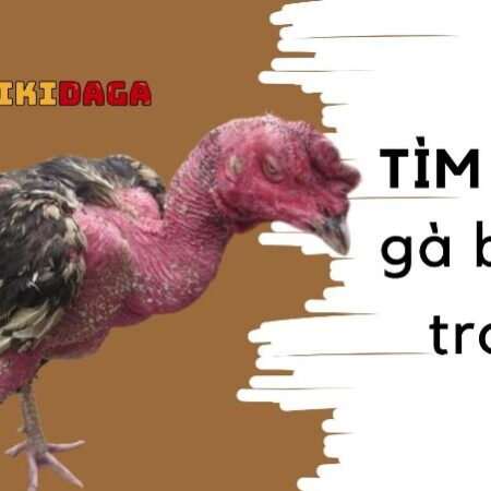 Gà bị ốm trong – Cách chữa trị hiệu quả rõ rệt sau 10 ngày