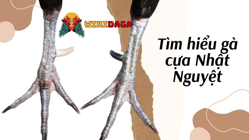 Thế nào là gà cựa Nhật Nguyệt?