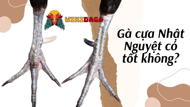 Gà cựa Nhật Nguyệt có tốt không?