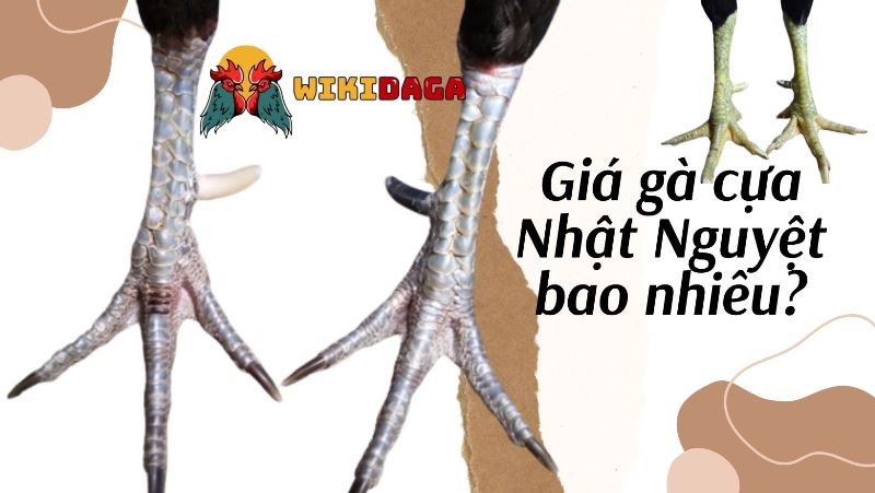 Giá gà cựa Nhật Nguyệt là bao nhiêu?