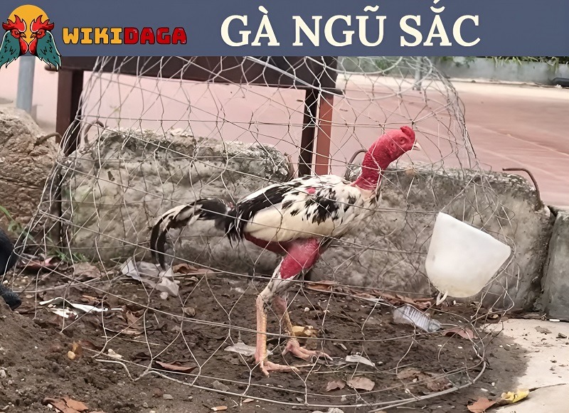 Gà ngũ sắc là gì