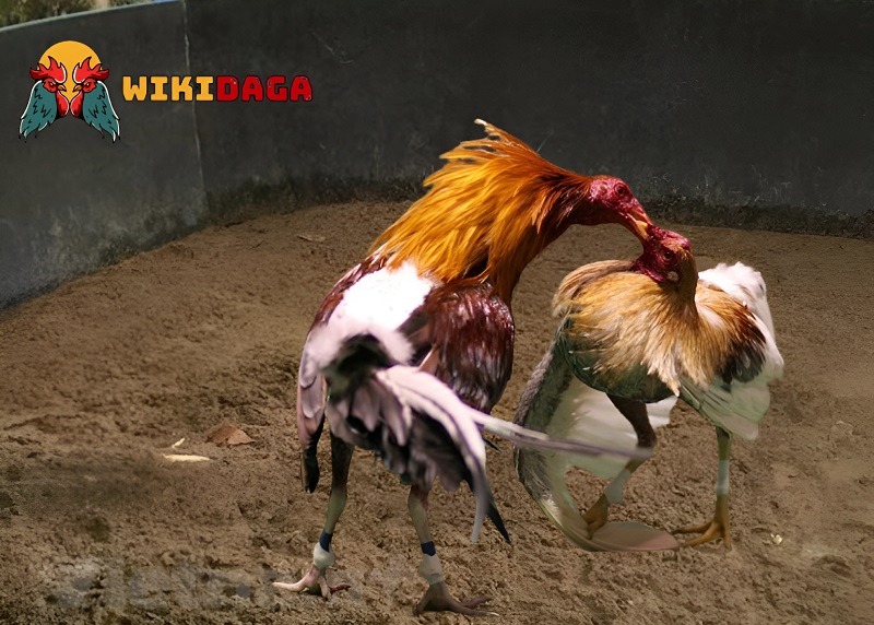 Vẻ ngoài thu hút của chú gà ngũ sắc