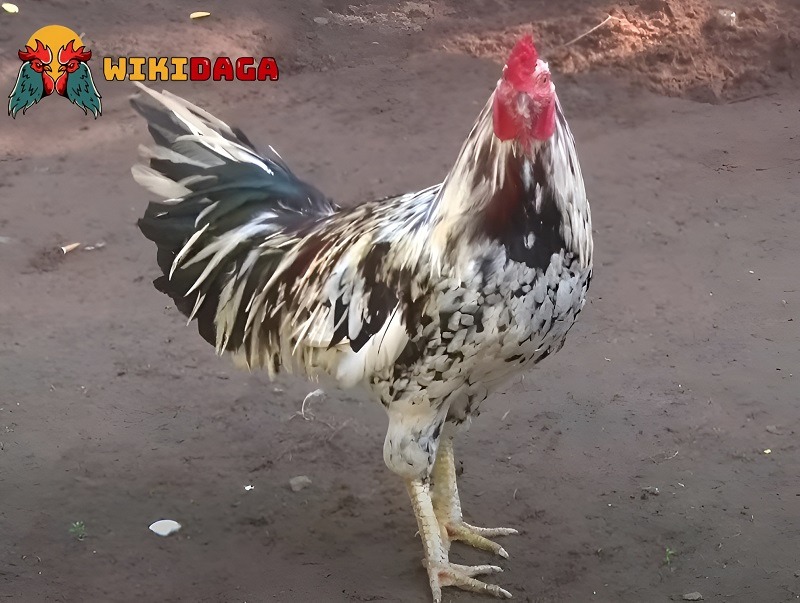 Gà ngũ sắc có 5 màu ứng với 5 mệnh phong thủy