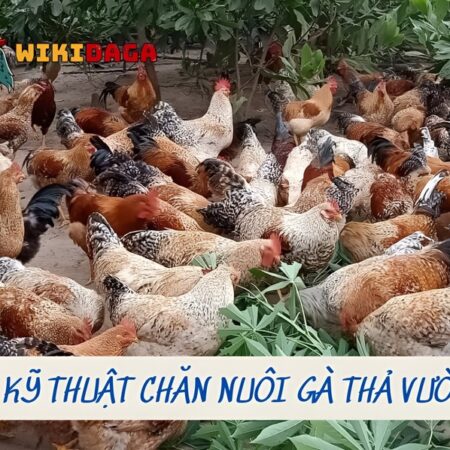 Kỹ Thuật Chăn Nuôi Gà Thả Vườn Đúng Chuẩn, Đạt Hiệu Quả Cao