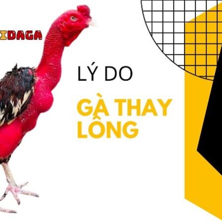Gà thay lông bao lâu? Chăm sóc gà thay lông mới đúng kỹ thuật
