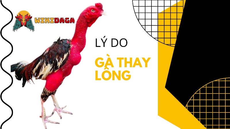 Vì sao gà thay lông?