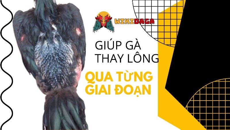 Giúp gà thay lông qua từng giai đoạn
