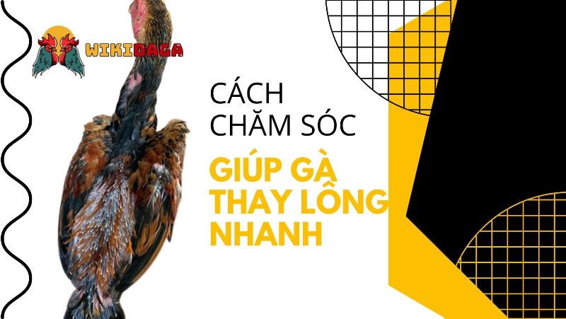 Để gà thay lông nhanh cần lưu ý những gì?