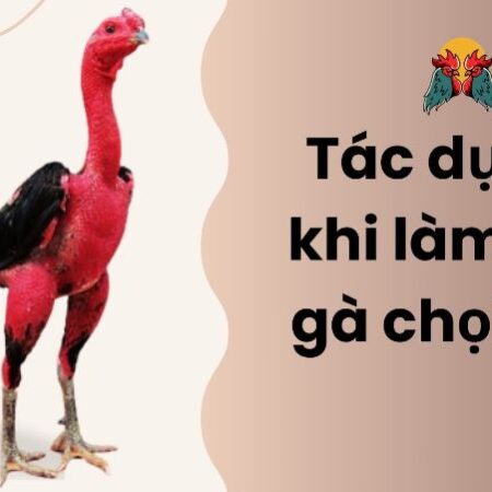 Hướng dẫn làm da gà chọi đỏ chuyên nghiệp như sư kê lâu năm