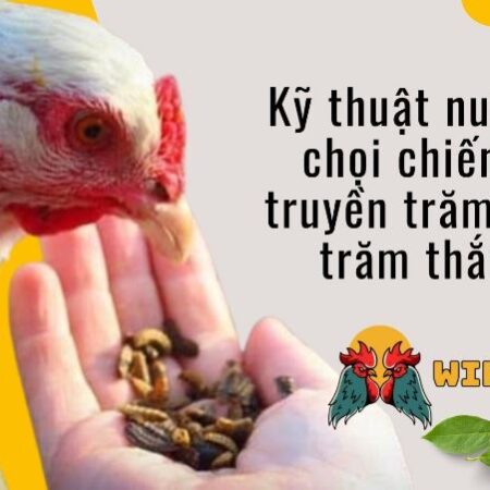 Kỹ thuật nuôi gà chọi chiến bí truyền trăm trận trăm thắng