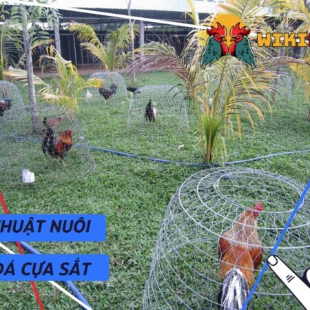 Chia Sẻ Kỹ Thuật Nuôi Gà Đá Cựa Sắt Khỏe Mạnh, Săn Chắc