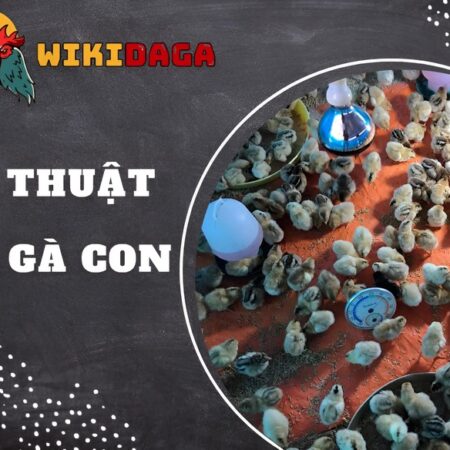 Kỹ thuật úm gà con hiệu quả giúp gà lớn nhanh, khỏe mạnh