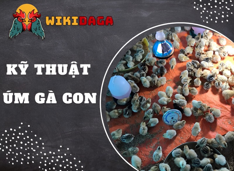 Kỹ thuật úm gà con
