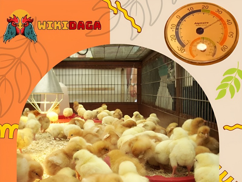 Học hỏi và tích lũy kỹ thuật úm gà con