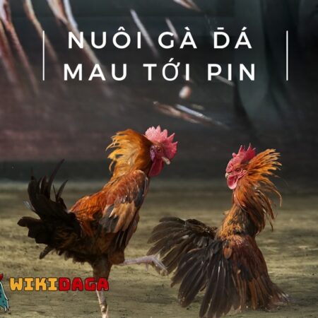 Kinh Nghiệm Nuôi Gà Đá Mau Tới Pin Nhanh Và Hiệu Quả