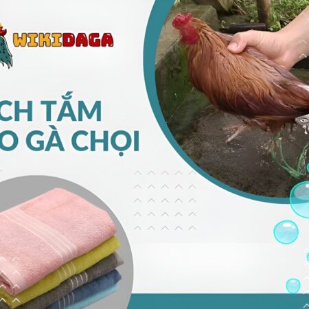 Bỏ Túi Cách Tắm Cho Gà Chọi Sạch Sẽ, Đúng Kỹ Thuật