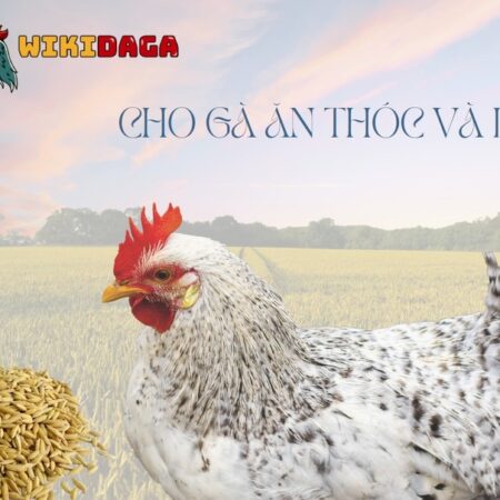 Thức Ăn Cho Gà Chọi Sung Sức, Đủ Chất Dinh Dưỡng Nhất