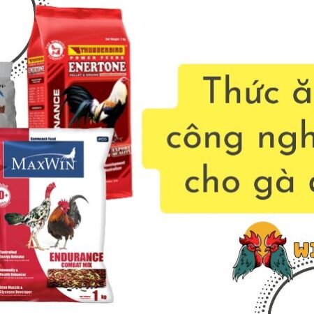 Thức ăn gà đá đầy đủ chất dinh dưỡng tẩm bổ chiến kê