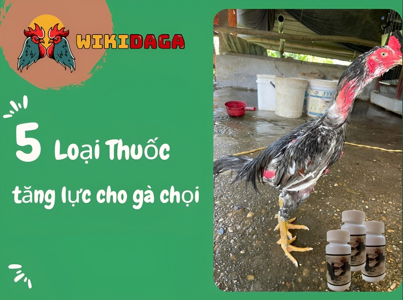 thuốc tăng lực cho gà chọi