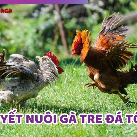 Bí Quyết Nuôi Gà Tre Đá Tốt: Chăm Sóc Chiến Kê Cực Hiệu Quả